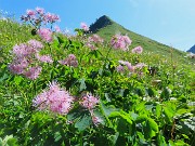 29 Thalictrum aquilegifolium  (Pigamo colombino) con anticima Corno Branchino